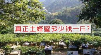 蜂王浆多少钱一斤（真正土蜂蜜多少钱一斤）