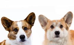 威尔士柯基犬多少钱一只（百科）