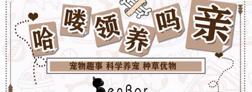矮脚猫大概多少钱一只（基因缺陷）