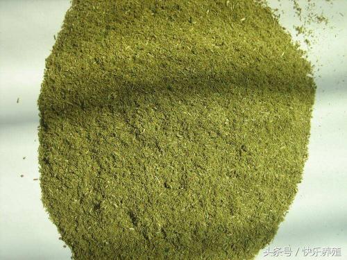 饲料松针粉多少钱（养牛高手不外传的增重绝招）