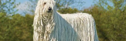 威玛猎犬多少钱一只（第一次养狗）