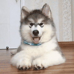 马尔济斯犬多少钱（狗狗优缺点分析百科）