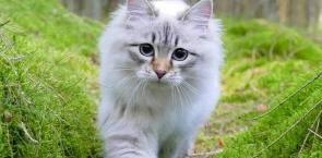 西伯利亚猫价格（带你见识一下）