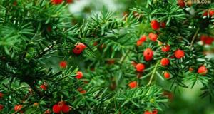 紅豆杉種子價格（目前紅豆杉價格多少錢一棵）