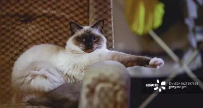 伯曼猫多少钱一只（猫咪品种大盘点7）