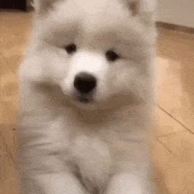 萨摩耶幼犬多少钱一只(萨摩耶犬多少钱一只)