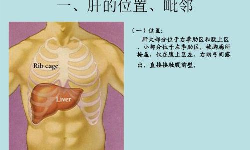 肝检查需要多少钱（肝区疼痛）