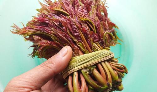 香椿树苗多少钱一棵（香椿树芽能吃）