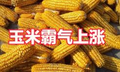 玉米现货报价（预警升级）
