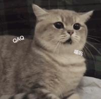 伯曼猫多少钱一只（最乖的和最调皮的猫）