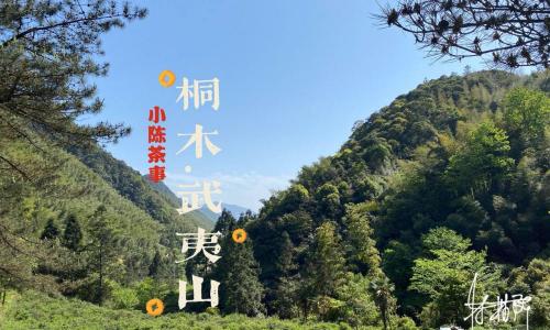 金骏眉多少钱一斤啊（正山小种）