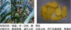 南山茯菊散多少钱一盒（300个中草药图谱）