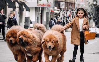 史宾格幼崽多少钱一只（在国外爆红的6种）