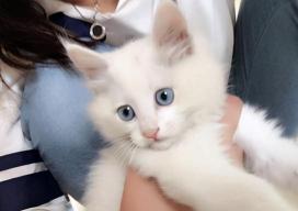 狮子猫价格（山东狮子猫为什么比波斯猫好养）