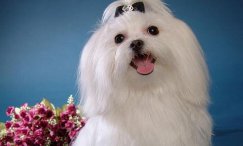 马尔济斯犬多少钱（世界名犬）