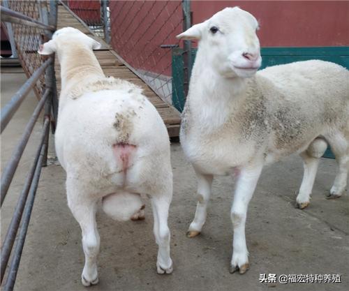 杜泊羊报价（杜泊羊一代杂交羊一胎产5只）