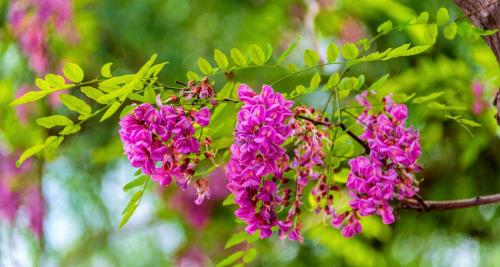 國槐價格表最新報價（米徑10公分的香花槐賣2000元）