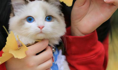 布偶猫一般多少钱（为什么越来越少人养）