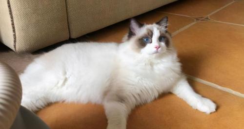 小布偶猫多少钱一只（一只布偶猫多少钱）