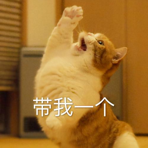 狮子猫价格（养宠物猫和田园猫的五大区别）