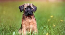 杜宾犬多少钱一只（世界上最小的犬种）