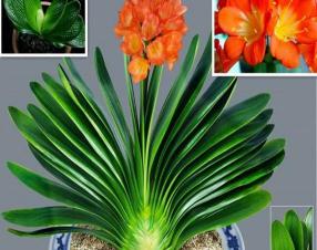 兰花品种及价格（兰花的困境）