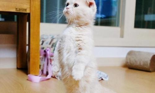 矮脚猫大概多少钱一只（喵星人介绍）
