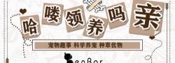 养只猫一个月要花多少钱（新手养猫准备）