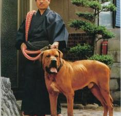 中亚牧羊犬多少钱一只（斗犬往事之猛犬风云二十年）