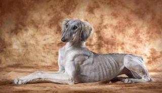 下司犬多少钱一只（中国最古老）