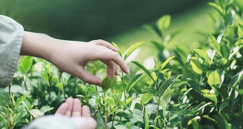 天福茗茶加盟費多少錢（這家茶企攜）