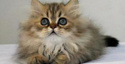 金吉拉多少钱一只（金吉拉猫有）
