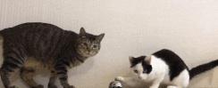 短毛猫价格多少钱一只（养猫）