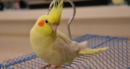 玄鳳鸚鵡多少錢一只（100元能買到什么鸚鵡）