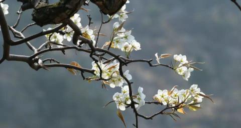 滕王阁烟多少钱一包（蝉噪林逾静风定花犹落）