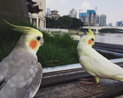 玄鳳鸚鵡多少錢（關注）