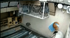 猫砂多少钱（又双叒卡猫）
