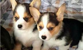 一只柯基多少钱（300块一只柯基犬）