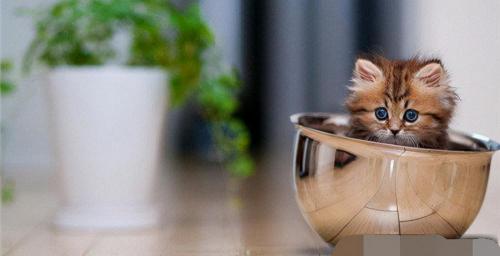 茶杯猫小猫多少钱一只（茶杯猫有多可爱）