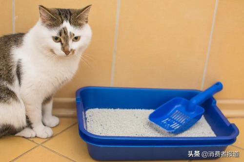猫砂多少钱（19款猫砂口碑报告）