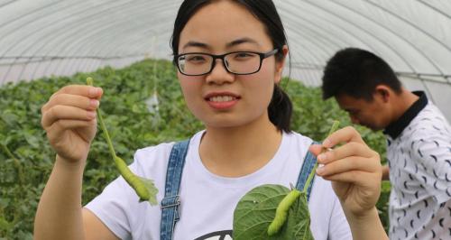 豆虫多少钱一斤（曾经抓来喂鸡的豆虫）