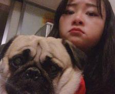 雪翘犬多少钱一只(巴哥犬多少钱一只)
