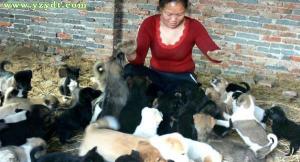 肉狗苗多少钱一只（肉狗养殖创业效益）