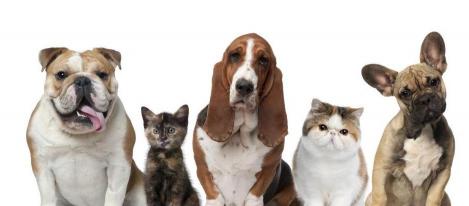 小俊介犬多少钱一只（最受欢迎的六种小型犬）