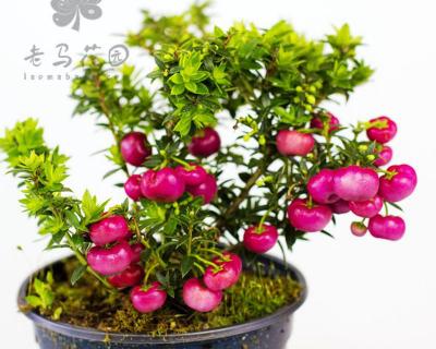 丽果丽乡加盟费多少钱（风靡欧美植物网红）