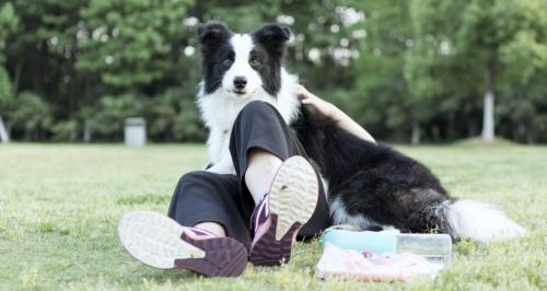 纯种边牧幼犬多少钱一只（边境牧羊犬）