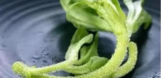 非洲冰草多少钱一斤（成本小）