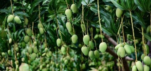 越南青芒果多少錢一斤（價(jià)格終于跌了）