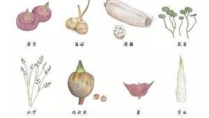 苏州鸡头米多少钱一斤（苏州的这种水产人人都爱吃）