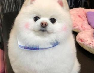 纯种博美犬多少钱一只（教你一眼辨别）